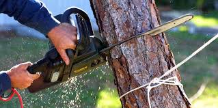 Best Lawn Maintenance Plans  in Forest Ranch, CA
