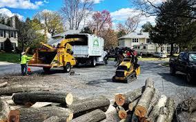 Best Tree Removal  in Forest Ranch, CA