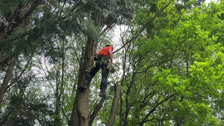 Best Tree Maintenance Programs  in Forest Ranch, CA