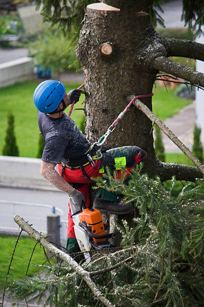 Best Stump Grinding and Removal  in Forest Ranch, CA