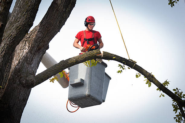 How Our Tree Care Process Works  in  Forest Ranch, CA