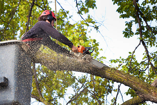 Best Tree Preservation Services  in Forest Ranch, CA